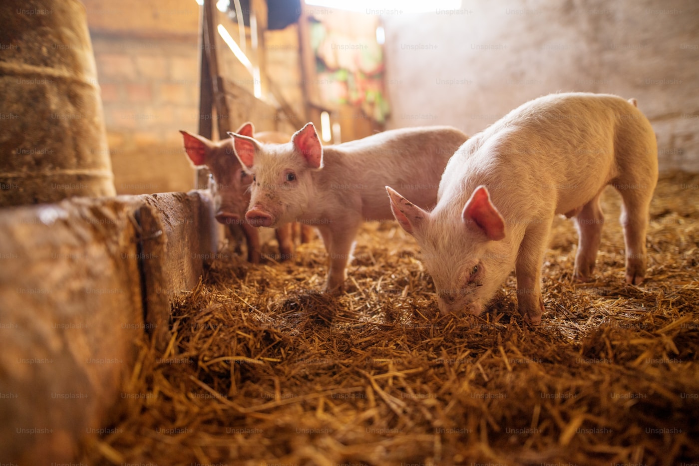 Ferkel im Stall während der Aufzucht